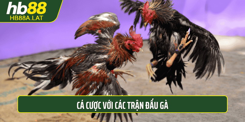 Cá cược với các trận đấu gà