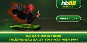 Đá gà Thomo HB88 - Trường đấu gà uy tín nhất hiện