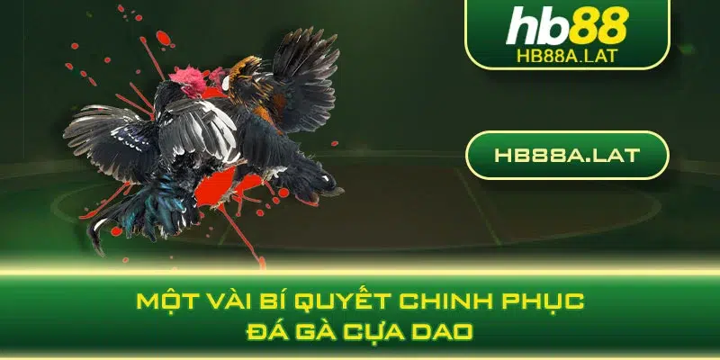 Một vài bí quyết chinh phục đá gà cựa dao